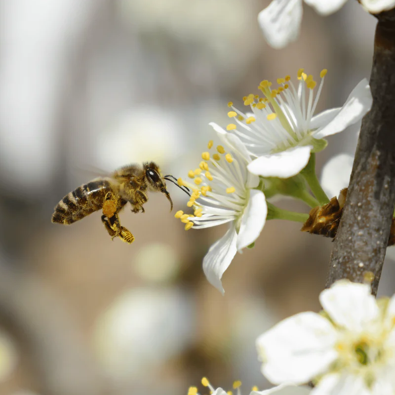 NaturalLife-Propolis2000-04