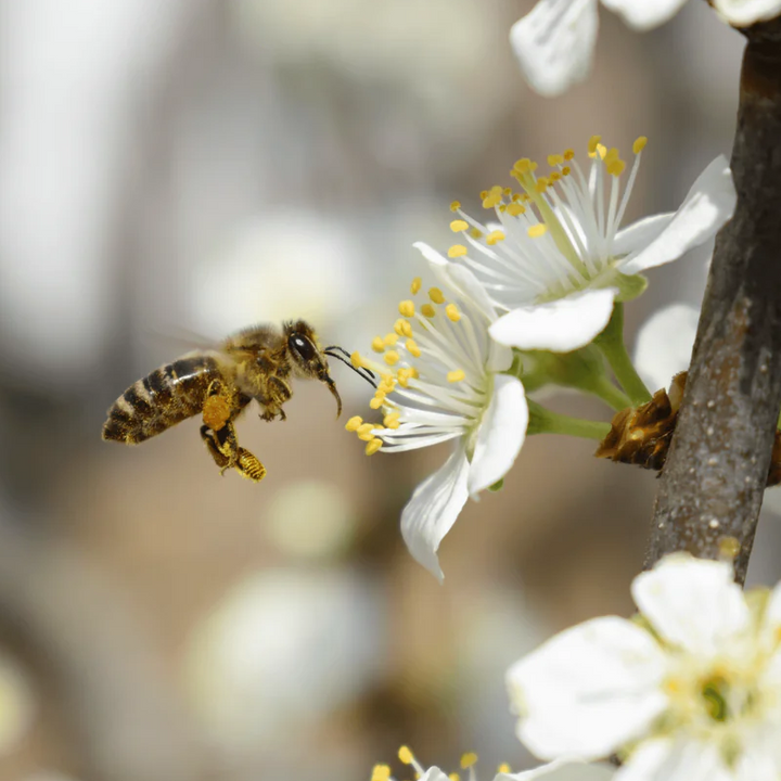 NaturalLife-Propolis2000-04