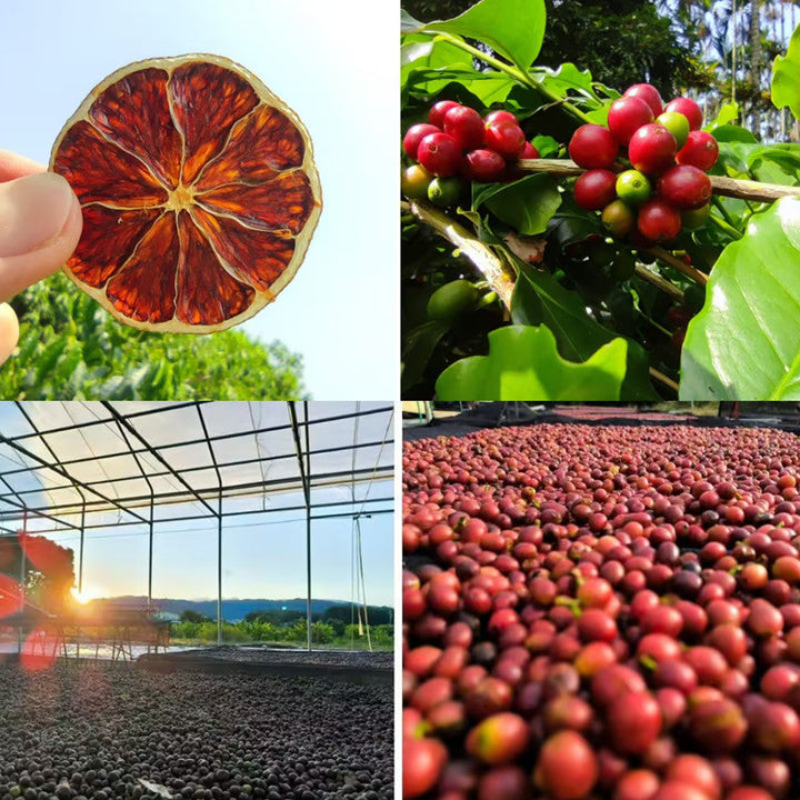 Lemon Coffee - Citris Coffee Agricultural Specialty Products - Direct From Taiwan Yunlin
