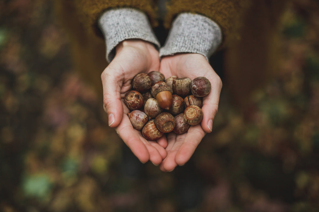 HANDFUL-OF-ACORNS