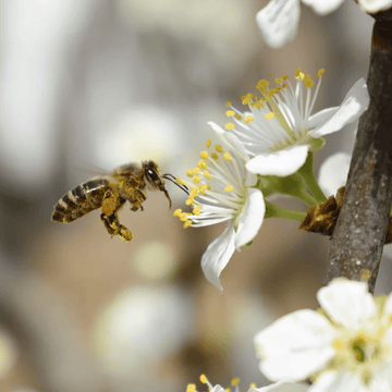 Natural Life Multivitamin & Minerals Natural Life Propolis 2000mg 365 Capsules Natural Life Propolis 2000mg 365 Capsules