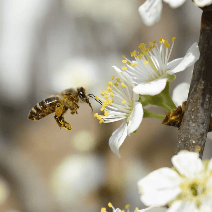 Natural Life Multivitamin & Minerals Natural Life Propolis 2000mg 365 Capsules Natural Life Propolis 2000mg 365 Capsules