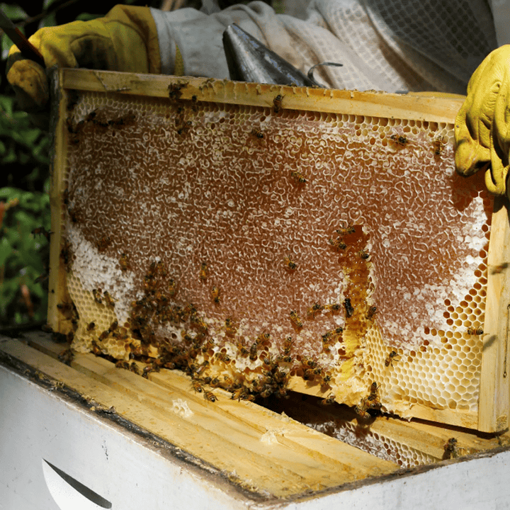 Natural Life Multivitamin & Minerals Natural Life Propolis 2000mg 365 Capsules Natural Life Propolis 2000mg 365 Capsules